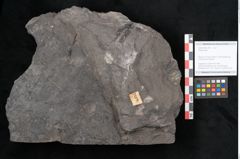 Foto (Objekt + Etikett) von Plantae indet.  (NHMW-GEO-2024-0188-11493)